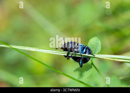 DOR-Käfer (Anoplotrupes stercorosus), Dor-Käfer im Wald mit verschwommenem grünem Hintergrund mit Kopierraum Stockfoto