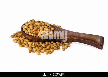 Koriandersamen (coriandrum sativum) in Holzlöffel isoliert auf weißem Hintergrund Stockfoto