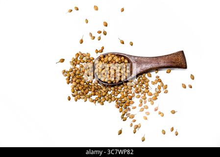 Koriandersamen (coriandrum sativum) in Holzlöffel isoliert auf weißem Hintergrund Stockfoto