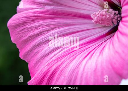 Die rosa Blütenblätter aus nächster Nähe zeigen komplizierte Texturen und Details, umgeben von üppigem Grün, die die Schönheit der Natur und des Blumendesigns betonen Stockfoto
