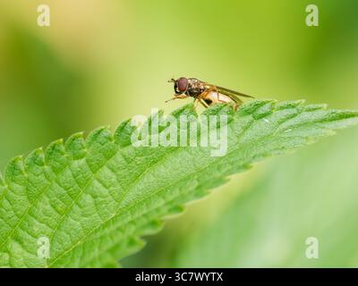 Makroaufnahmen von Melanostoma scalare, einer gewöhnlichen hoverfly (Syrphidae), die auf einem Blatt und einem Grasstamm thront. Stockfoto
