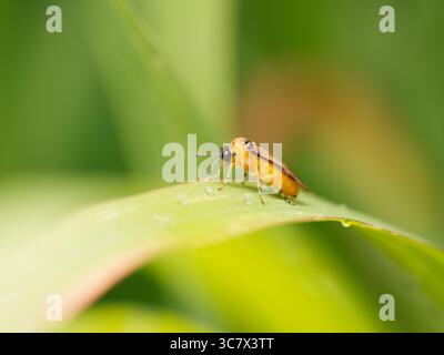 Athalia rosae, auch bekannt als die Rüben-Sägefliege, fotografiert in Makroaufnahmen auf einem grünen Blatt, das mit Tautropfen bedeckt ist. Stockfoto