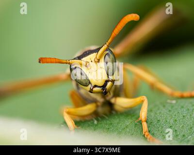 Makrobild von Polistes dominula, der europäischen Papierwespe, die auf einem grünen Blatt liegt. Stockfoto