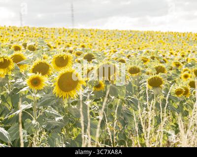 Ein großes Feld blühender Sonnenblumen (Helianthus annuus) unter weichem Sommerlicht. Stockfoto