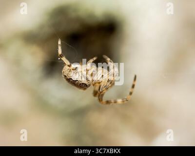 Makrofoto von Larinioides sclopetarius, der Brückenspinne, die an einem Seidenfaden in der Luft hängt. Stockfoto