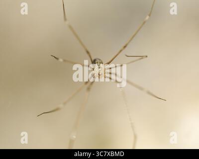 Makrofotos von Pholcus phalangioides, der Kellerspinne, die sowohl frontale als auch dorsale Ansichten in ihrem Netz zeigt. Stockfoto