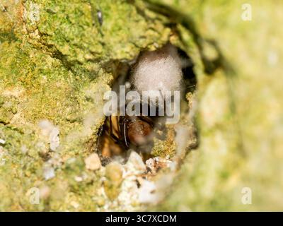 Makrofoto einer Steatoda grossa (falsche Witwenspinne), die teilweise in einer Steinspalte versteckt ist und einen Seidenkokons bewacht. Das Bild erfasst natürliche Defe Stockfoto