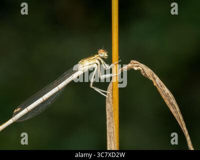 Makrofotos von Platycnemis pennipes, der weißbeinigen Jungfliege, die sowohl männliche als auch weibliche Individuen zeigt, die auf Pflanzen sitzen. Stockfoto