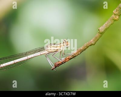 Makrofotos von Platycnemis pennipes, der weißbeinigen Jungfliege, die sowohl männliche als auch weibliche Individuen zeigt, die auf Pflanzen sitzen. Stockfoto