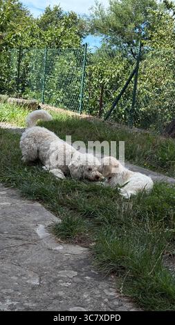 Zwei flauschige Hunde spielen und interagieren auf grünem Gras in einem umzäunten Garten. Die Umgebung im Freien bietet eine fröhliche und entspannende Atmosphäre für das pla Stockfoto