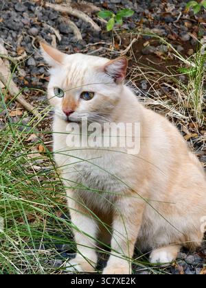 Eine neugierige Katze mit Heterochromie-Augen, die im Garten sitzt und beobachtet Stockfoto