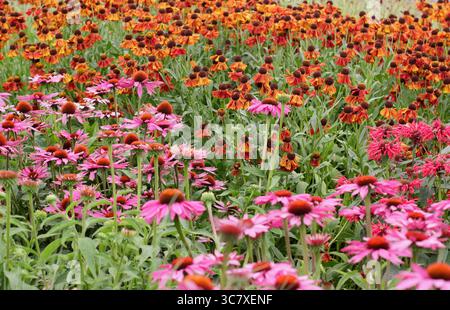 Drift-Pflanzung von dunkelrosa Echinacea Magnus Superior (violetter Konflower) und tieforange Helenium Moerheim Beauty in einer Sommergrenze. Juli. UK Stockfoto