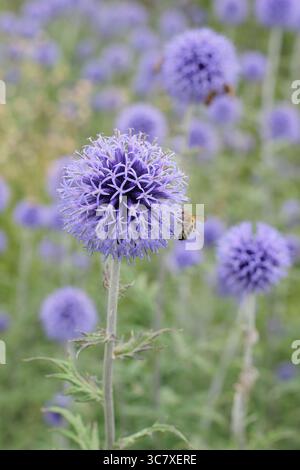 Echinops-Ritro „Veitch's Blue“, Glockendistel mit spitzen blauen Kugelblumenköpfen an der Sommergartengrenze. Echinops bannaticus 'Veitch's Blue. Stockfoto
