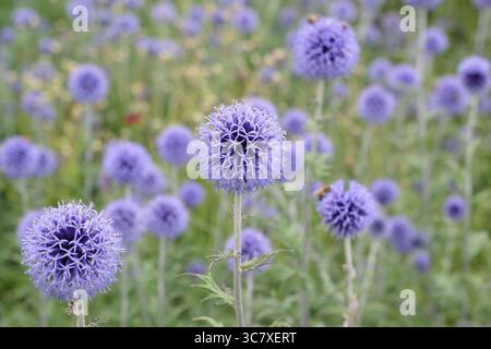 Echinops-Ritro „Veitch's Blue“, Glockendistel mit spitzen blauen Kugelblumenköpfen an der Sommergartengrenze. Echinops bannaticus 'Veitch's Blue. Stockfoto