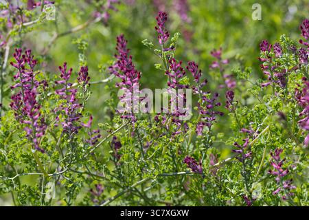 Erdrauch, Gewöhnlicher Erdrauch, Fumaria officinalis, Common Fumitory, Drug Fumitory, Fumitory, Fumeterre, Fumeterre officinale Stockfoto