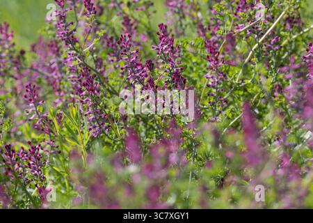 Erdrauch, Gewöhnlicher Erdrauch, Fumaria officinalis, Common Fumitory, Drug Fumitory, Fumitory, Fumeterre, Fumeterre officinale Stockfoto