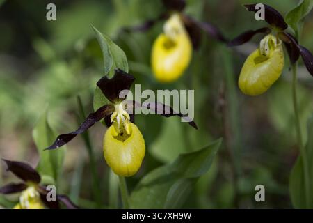 Frauenschuh, Gelber Frauenschuh, Gelb-Frauenschuh, Rotbrauner Frauenschuh, Europäischer Frauenschuh, Marienfrauenschuh, Marien-Frauenschuh, Cypripediu Stockfoto