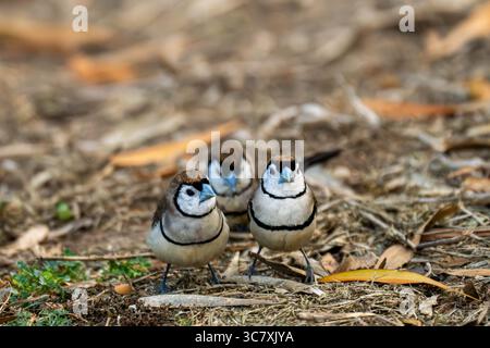 Doppelbarren (Taeniopygia bichenovii)-Trio auf der Suche nach Blattstreu im Sandy Camp, Brisbane, Queensland, Australien. Stockfoto