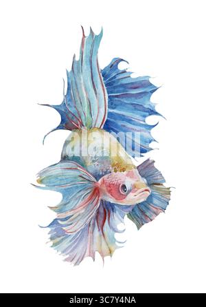 Isolierte Aquarellillustration von farbigen siamesischen Kampffischen handgezeichnet strukturiert Effekt auf nass mit Spritzern Stockfoto