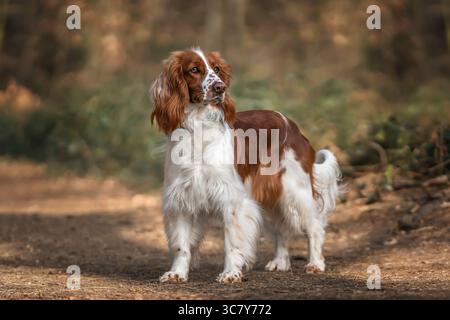 Walisischer Springer Spaniel in Virginia Water im Windsor Great Park in Berkshire, Großbritannien Stockfoto