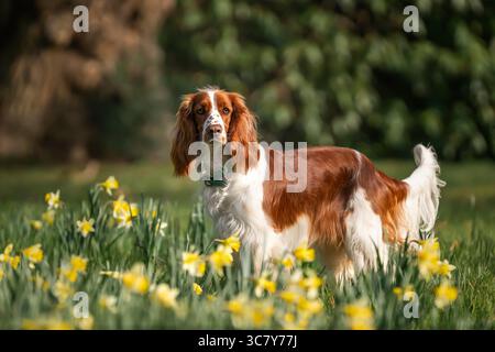 Walisischer Springer Spaniel in Virginia Water im Windsor Great Park in Berkshire, Großbritannien Stockfoto