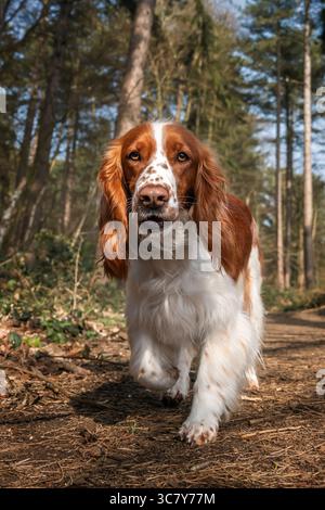 Walisischer Springer Spaniel in Virginia Water im Windsor Great Park in Berkshire, Großbritannien Stockfoto