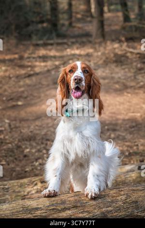Walisischer Springer Spaniel in Virginia Water im Windsor Great Park in Berkshire, Großbritannien Stockfoto