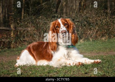 Walisischer Springer Spaniel in Virginia Water im Windsor Great Park in Berkshire, Großbritannien Stockfoto