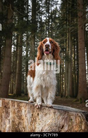 Walisischer Springer Spaniel in Virginia Water im Windsor Great Park in Berkshire, Großbritannien Stockfoto