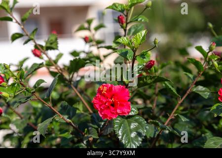 Hawaiianischer Hibiskus, Rosenmalve und Schueblack-Pflanze, ist ein Kultigen des tropischen Hibiskus, einer blühenden Pflanze des Hibisceae-Stammes. Stockfoto