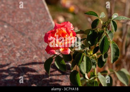 Gartenrosen sind überwiegend Hybridrosen, die als Zierpflanzen in privaten oder öffentlichen Gärten angebaut werden. Stockfoto
