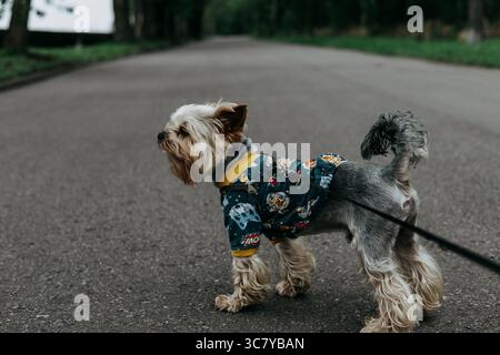 Ein stilvoller yorkshire Terrier macht einen Spaziergang auf der Straße in einem farbenfrohen Outfit an der Leine. Ein Yorkie Doggy Lapdog mit Jacke geht auf die Straße. Die Stockfoto