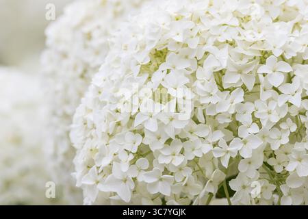 Weiße Hortensie Blume aus nächster Nähe Stockfoto