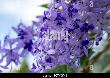 Das wunderschöne Petrea Volubilis, auch bekannt als Purple Wreath and Sandpaper Rebe Stockfoto