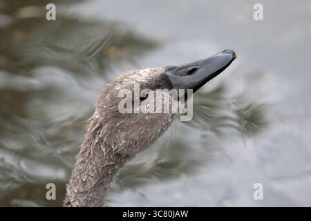 Ein stummer Schwan (cygnus olor) cygnet, Kopfschuss von der Seite mit Wasser im Hintergrund Stockfoto