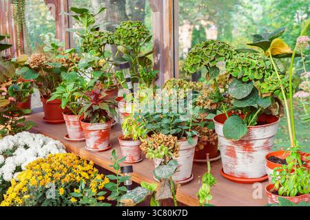 Holzregal im Gewächshaus gefüllt mit grünen Topfpflanzen in rustikal bemalten Töpfen. Natürliche Grünflächen und Gartenelemente und Topfpflanzen. Gardeni Stockfoto