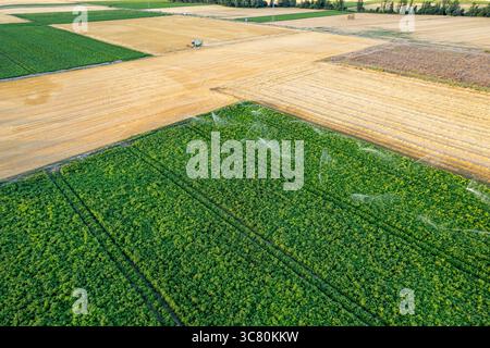 Das Sprühwasser von Sprinklern an einem sonnigen Tag. Konzept für Erfrischung und Wachstum von Pflanzen. Stockfoto