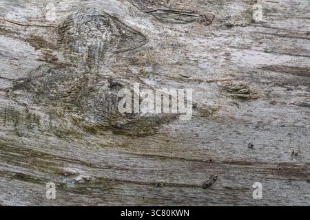 Verwitterte Holzoberfläche mit sichtbarer Körnung und Knoten in Nahsicht Stockfoto