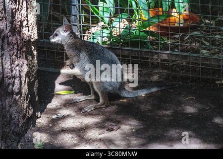 Parma Wallaby (Notamacropus parma) in einem Wildpark in Sydney, NSW, Australien. (Foto: Tara Chand Malhotra) Stockfoto