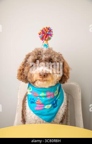 Nahporträt eines Goldendoodles, der mit Halstuch und Wackelmütze an einem Tisch sitzt Stockfoto