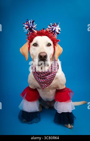 Porträt eines gelben labrador-Retrievers, der ein rot-weiß-blaues Unabhängigkeitstag-Kostüm trägt Stockfoto