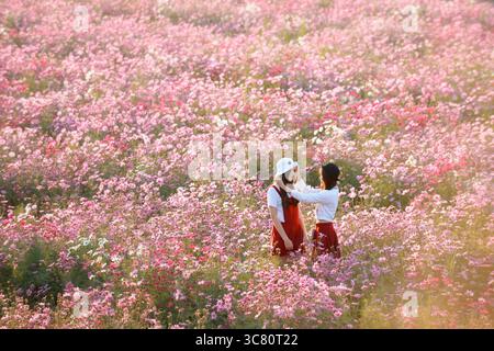 Junge Frau, die in einem Feld mit rosa Kosmos Blumen steht (Cosmos bipinnatus) und den Hut ihres Freundes in Thailand anpasst Stockfoto
