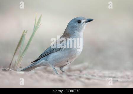 Nahaufnahme eines wilden Graukrabchens (Colluricinclua harmonica) auf dem Boden, Australien Stockfoto