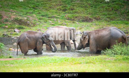 Indische Elefanten, wilde Herde, die Ein Bad an Einem See in Anakulam bei Munnar nimmt, Wildtiere Indiens, Elefantenfamilie an Einem regnerischen Tag Stockfoto