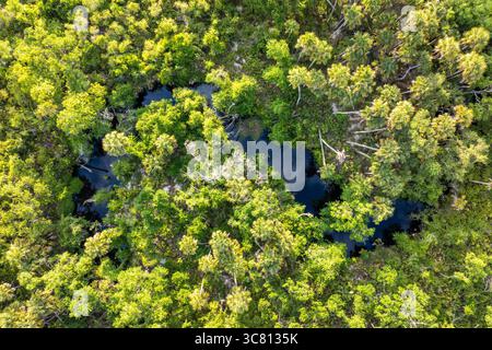 Wunderschöne tropische Natur. Luftaufnahme des Dschungelregenwaldes mit Fluss zwischen grünen Palmen und wilder Vegetation im Süden Floridas. Dicht Stockfoto