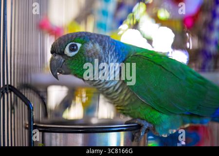 Grüne Wangenkonure, Pyrrhura molinae, Haustiersittich im Käfig Stockfoto