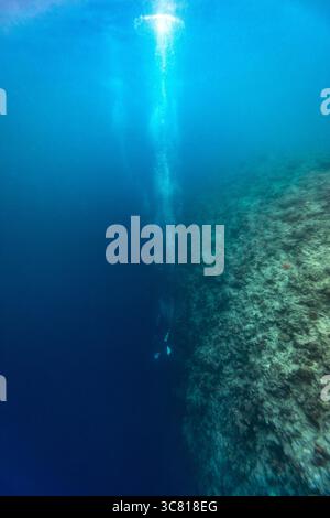Ein Taucher erkundet ein pulsierendes Korallenriff und lässt Blasen frei, während sie in das tiefblaue Meer absteigen. Stockfoto