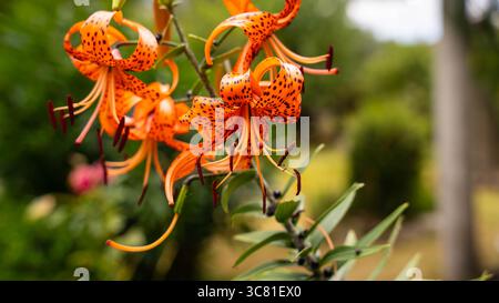 Orange Tigerlilien in voller Blüte Stockfoto