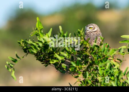 Grabungulle (Athene cunicularia) an einem Baum Stockfoto