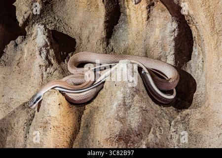 Der Höhlenrenner (Elaphe taeniura ridleyi) ist eine Unterart der ridley’s Beauty Rattenschlange, die vor allem in Kalksteinhöhlen Thailands und Malaysias vorkommt Stockfoto